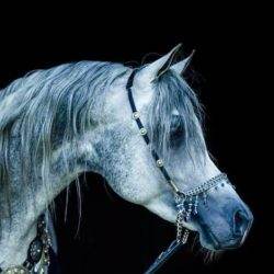 Roze Arabians