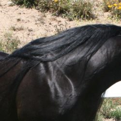 18. HU Sheikh Imaan - Black SE Stallion