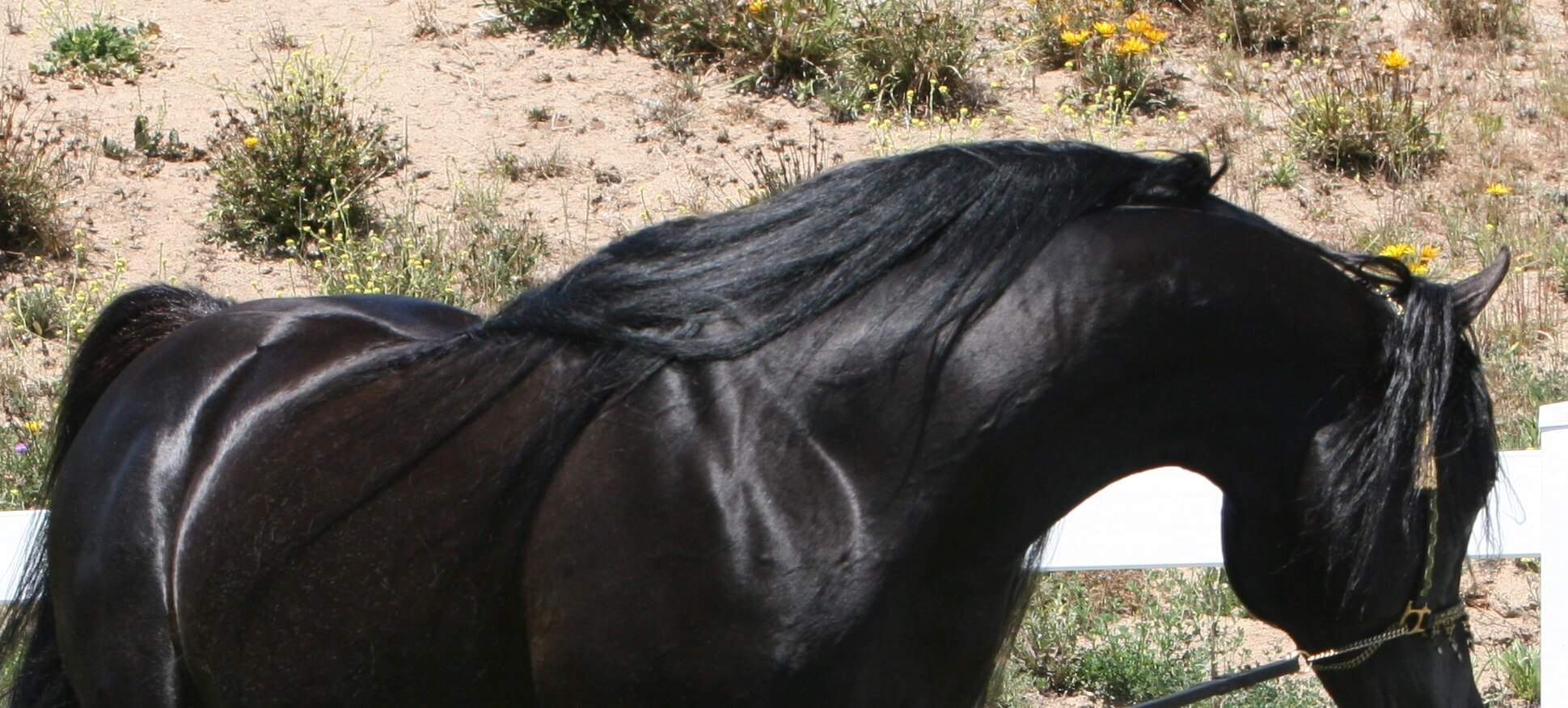 18. HU Sheikh Imaan - Black SE Stallion