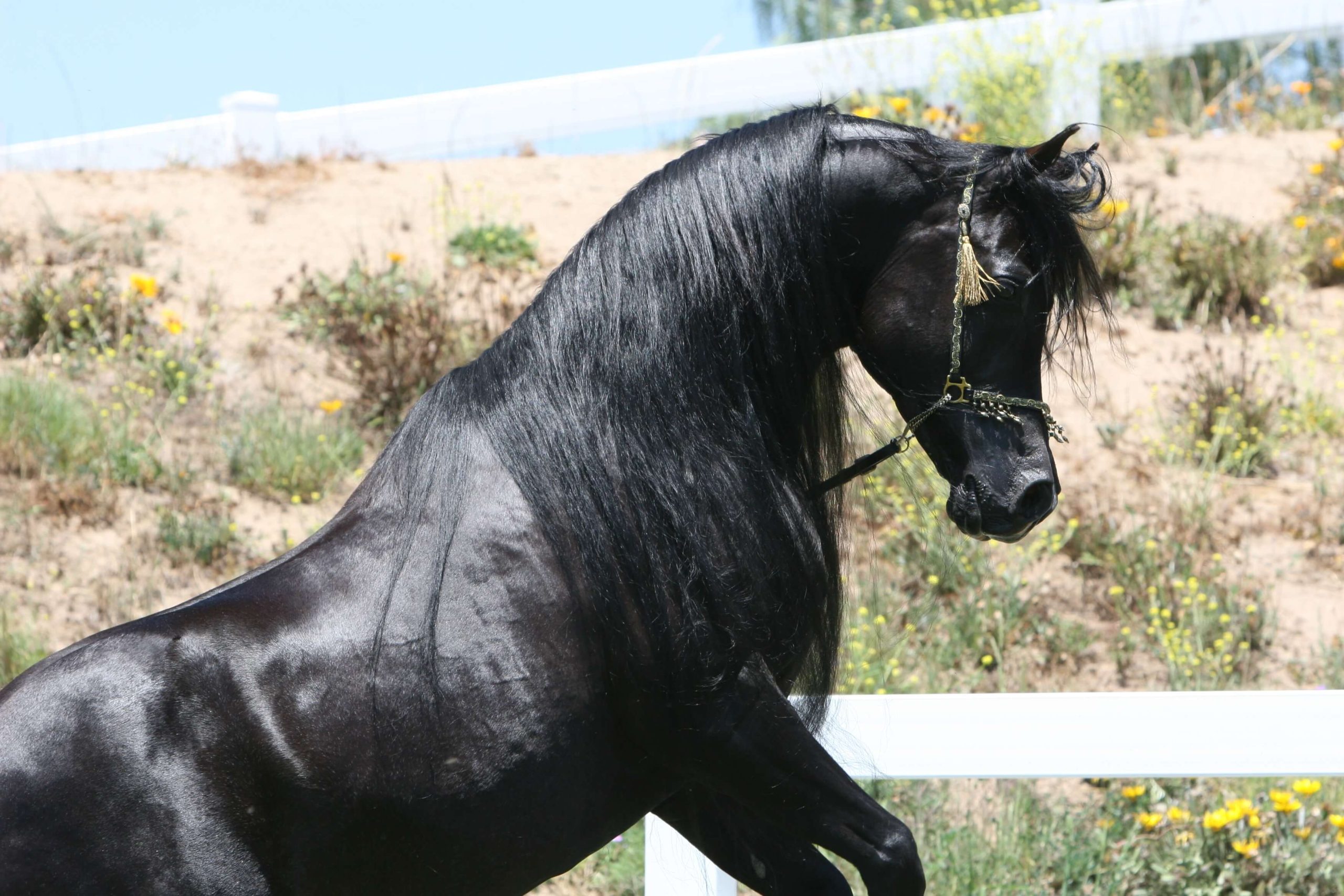 13. HU Sheikh Imaan - Black SE Stallion