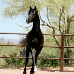 2. AA-Elite  - Homozygous black SE stallion - age 2
