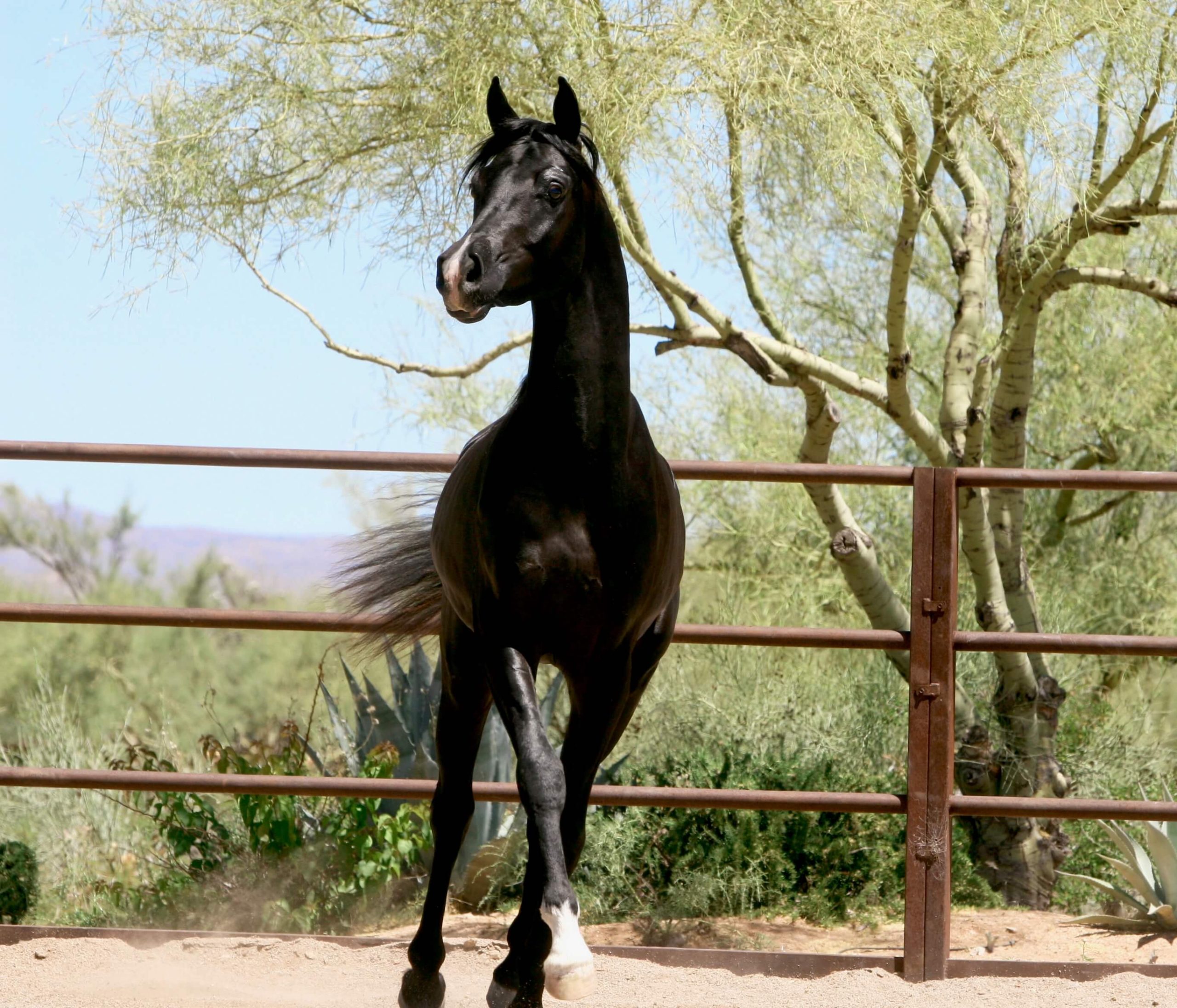 2. AA-Elite  - Homozygous black SE stallion - age 2