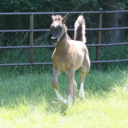 3. '17 black SE filly - AZ VISION (HU Sheikh Imaan x Piper's Dream)