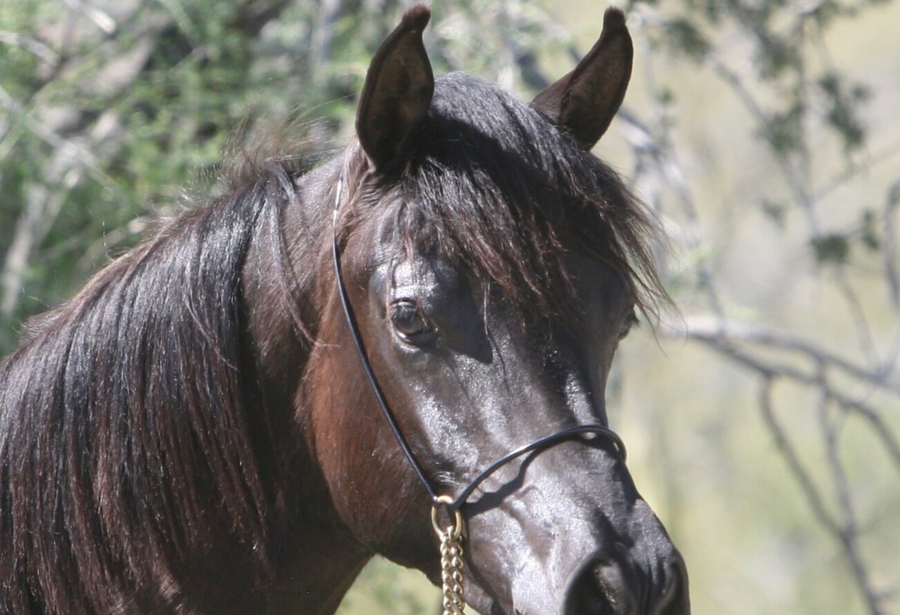 21. AZ Valor (HU Sheikh Imaan x Azpin Star) - age  12 months