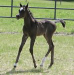 '14 Black SE colt - AZ Valiant (HU Sheikh Imaan x Piper's Dream) 3 copy