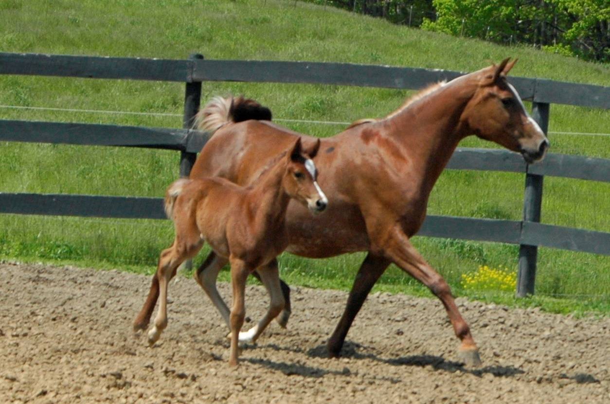 Melikaa & Ruby 2008