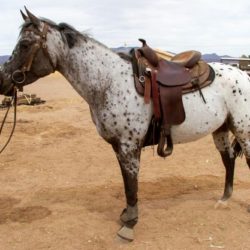 AMF FRED AWE STARE 04 2022 near side saddled stand