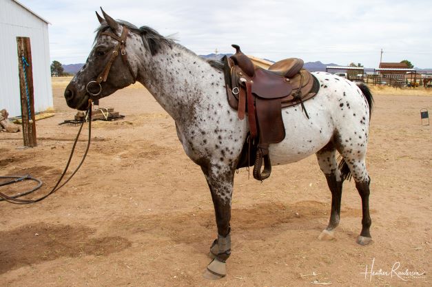 AMF FRED AWE STARE 04 2022 near side saddled stand