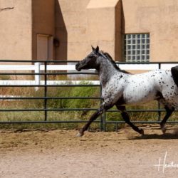 AMF FRED AWE STARE 10162021 pen stretch trot near side