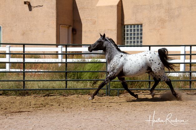 AMF FRED AWE STARE 10162021 pen stretch trot near side