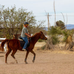 rocky trot