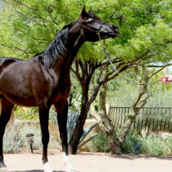 9. Azpin Misti - '21 Black SE filly - age  12 months