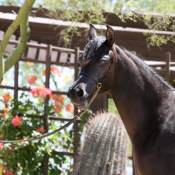 6. Azpin Misti - '21 Black SE filly - age  12 months