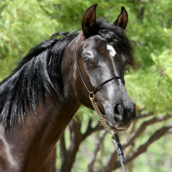 15. Azpin Misti - '21 Black SE filly - age  12 months