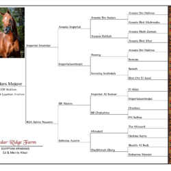 BOARDER Cedars Mojave Pedigree Template-1