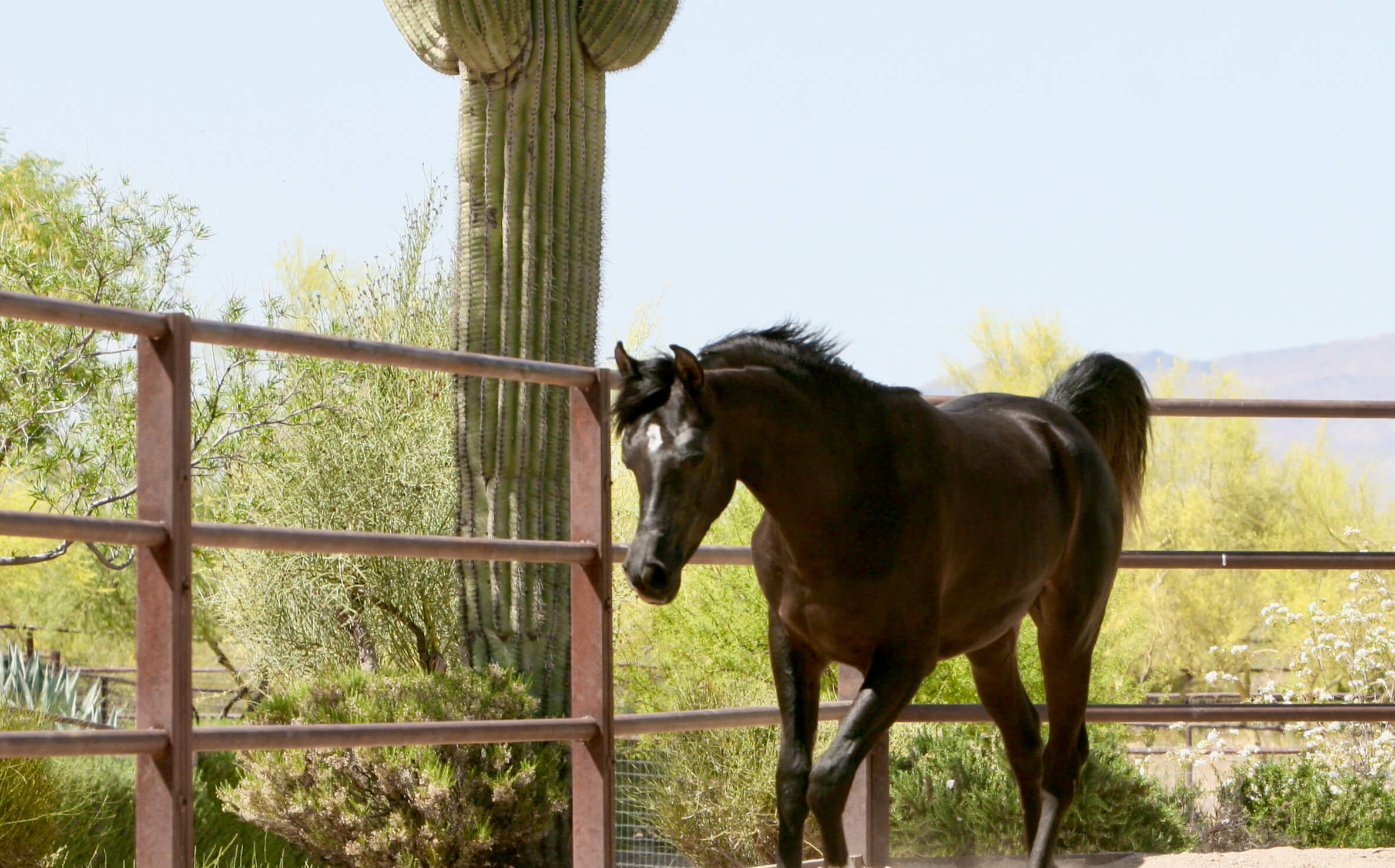 16. Azpin Misti - '21 Black SE filly - age  12 months