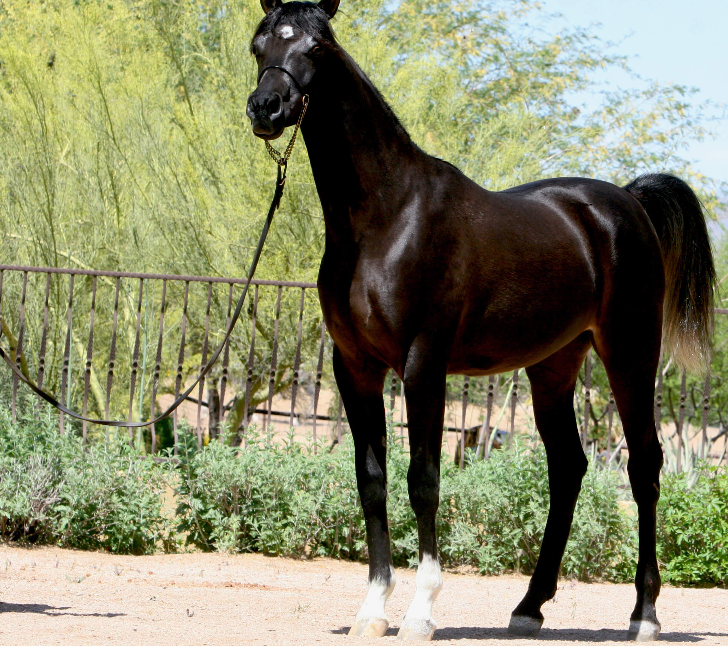 14.1 Azpin Misti - '21 Black SE filly - age  12 months