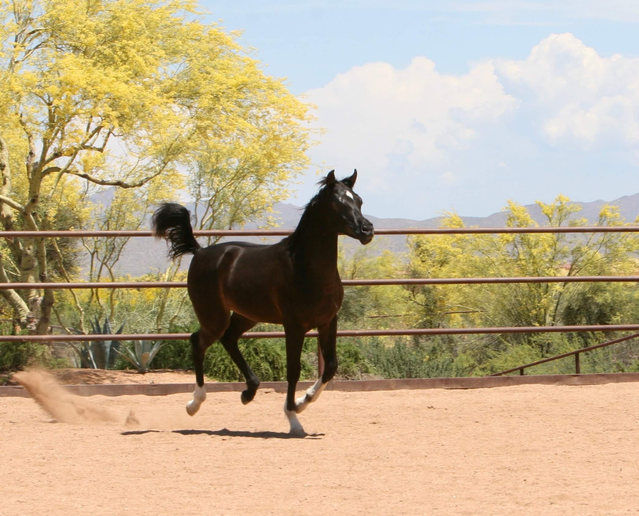 1. AZ Journey (HU Sheikh Imaan x Piper's Dream) - Black SE colt - age 6 months