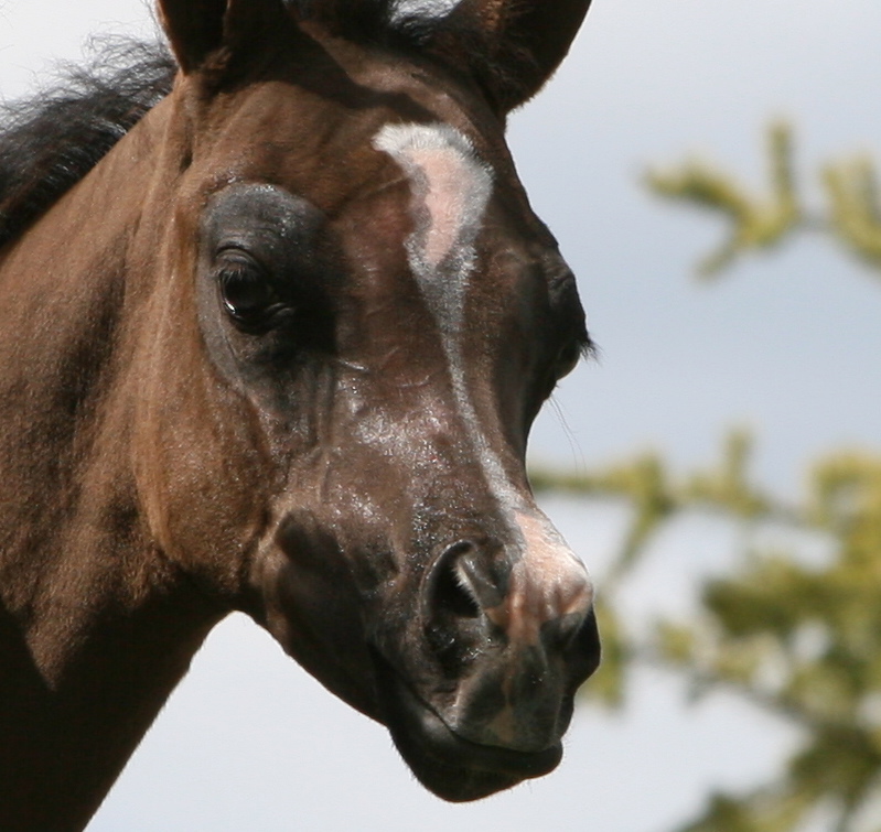 '13 black SE colt (HU Sheikh Imaan x Piper's Dream)