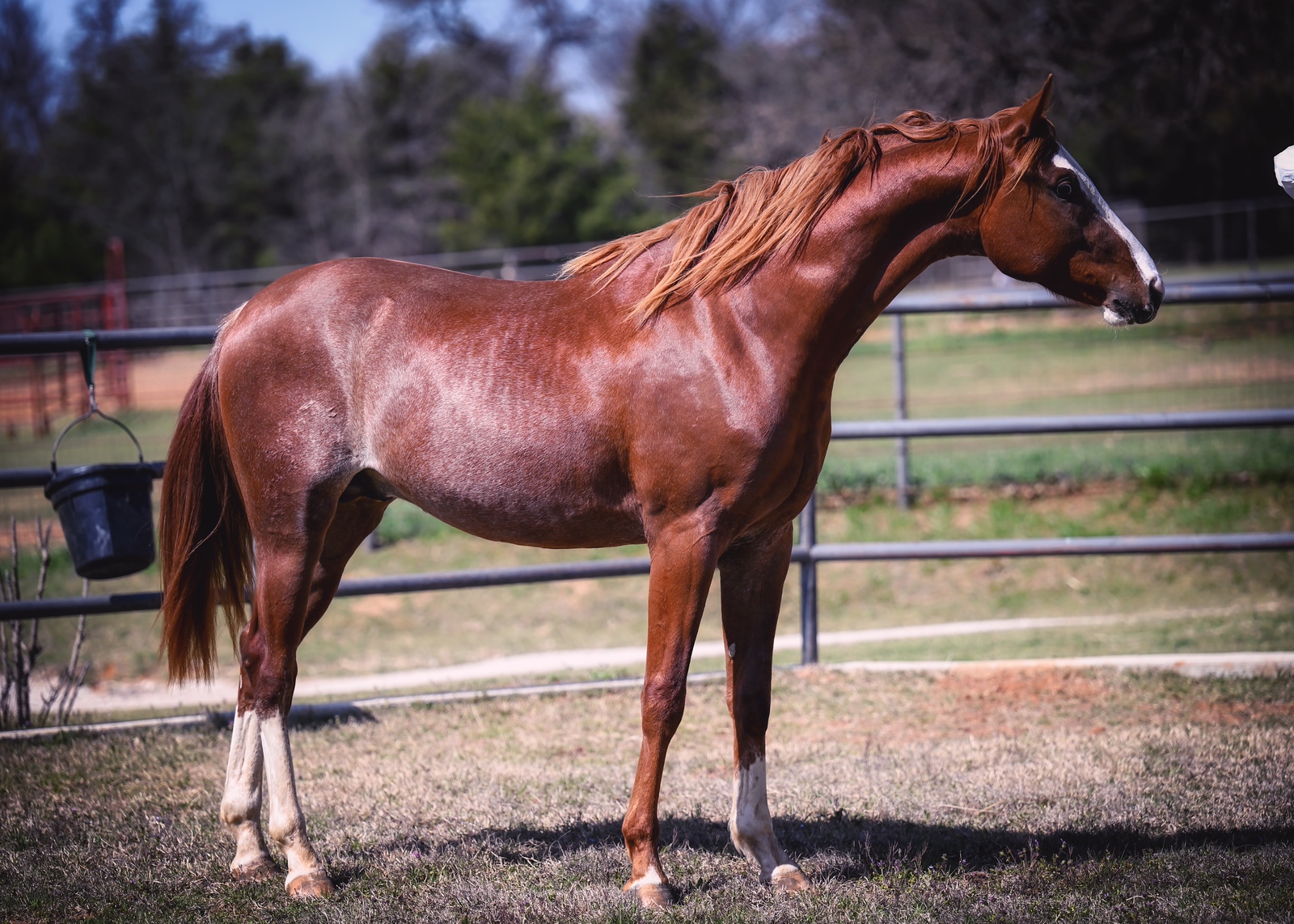 DSC_6921-X3