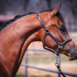 DSC_6778-L