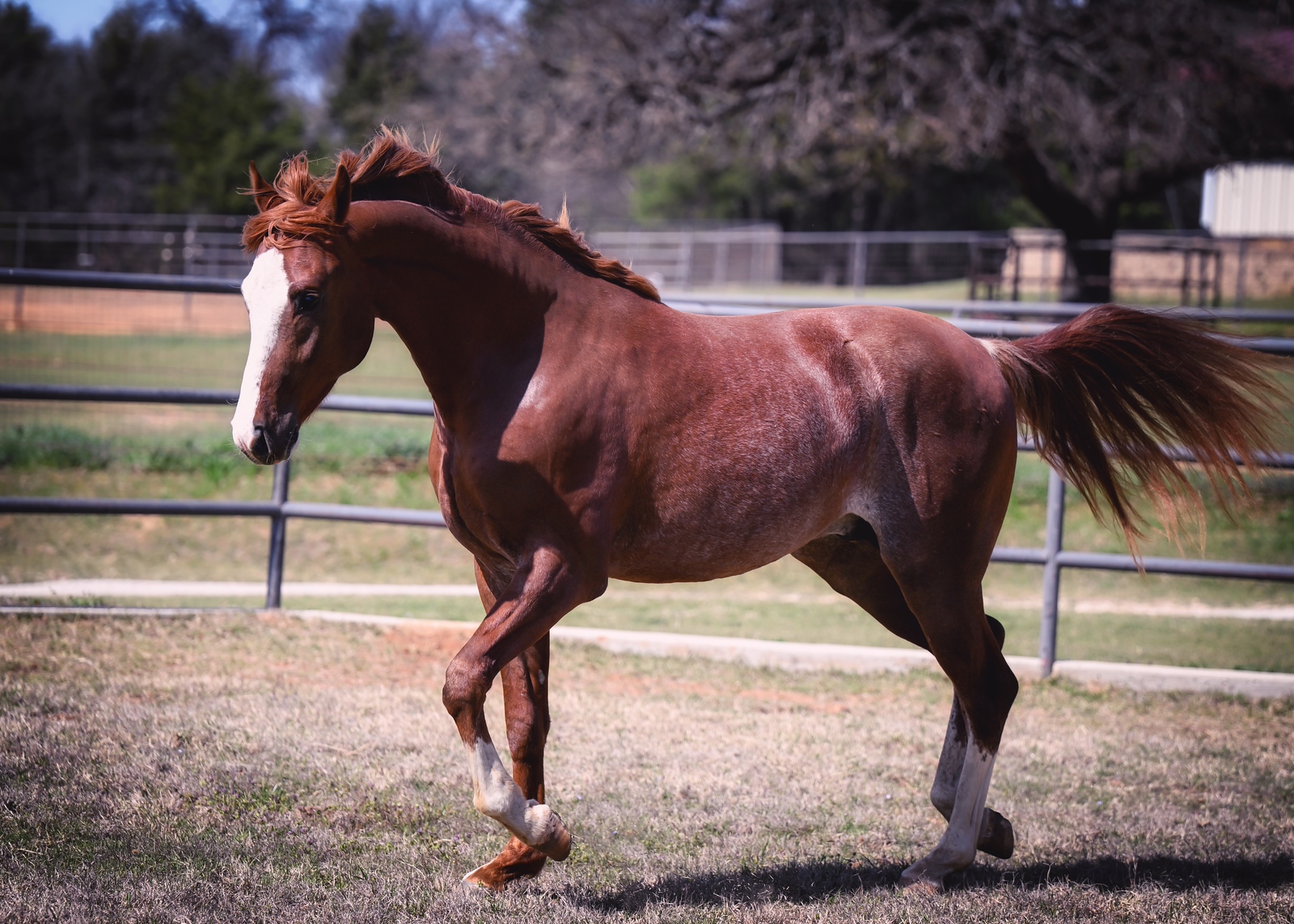 DSC_6823-X3