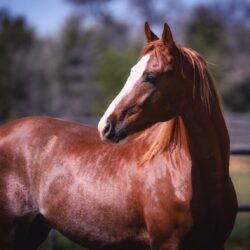 DSC_6927-X3