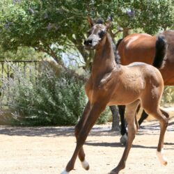 2. AZ Ember - black SE filly - age 3 weeks