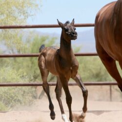 3. AZ Ember - black SE filly - age 3 weeks