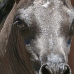 18. AZ Ember - black SE filly - age 3 weeks