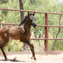 7. AZ Ember - black SE filly - age 3 weeks