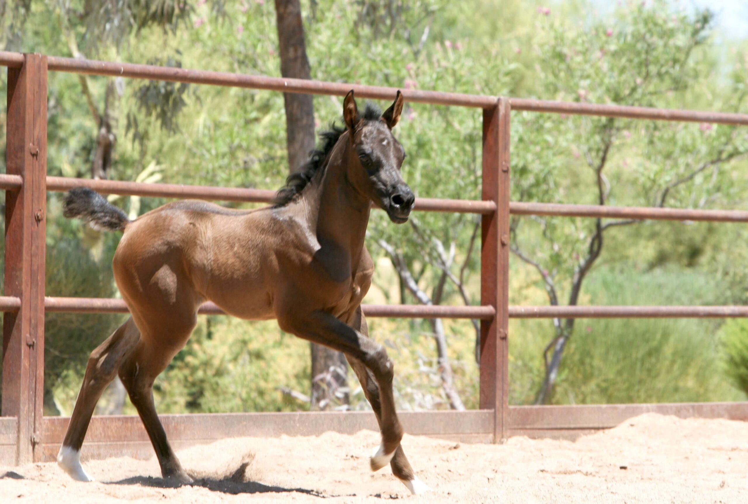 7. AZ Ember - black SE filly - age 3 weeks