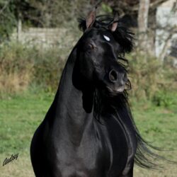 Hu Shamarr 1IMG_3930