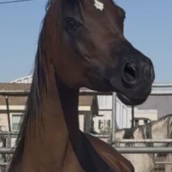 IMG_4522