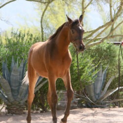 1. AZ Royal Honor (AZ Royal Emir x AZ Bella) - Bay SE colt - age 5 months