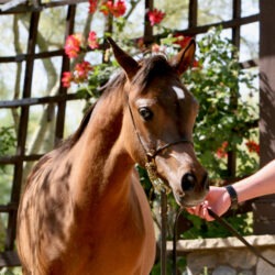 9. AZ Royal Honor (AZ Royal Emir x AZ Bella) - Bay SE colt - age 5 months