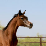 5. AZ Royal Honor (AZ Royal Emir x AZ Bella) - Bay SE colt - age 5 months