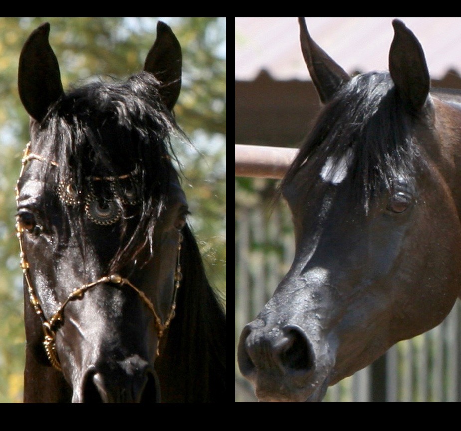 AZ Royal Emir x Azpin Star