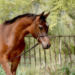 7. AZ Royal Honor (AZ Royal Emir x AZ Bella) - Bay SE colt - age 5 months