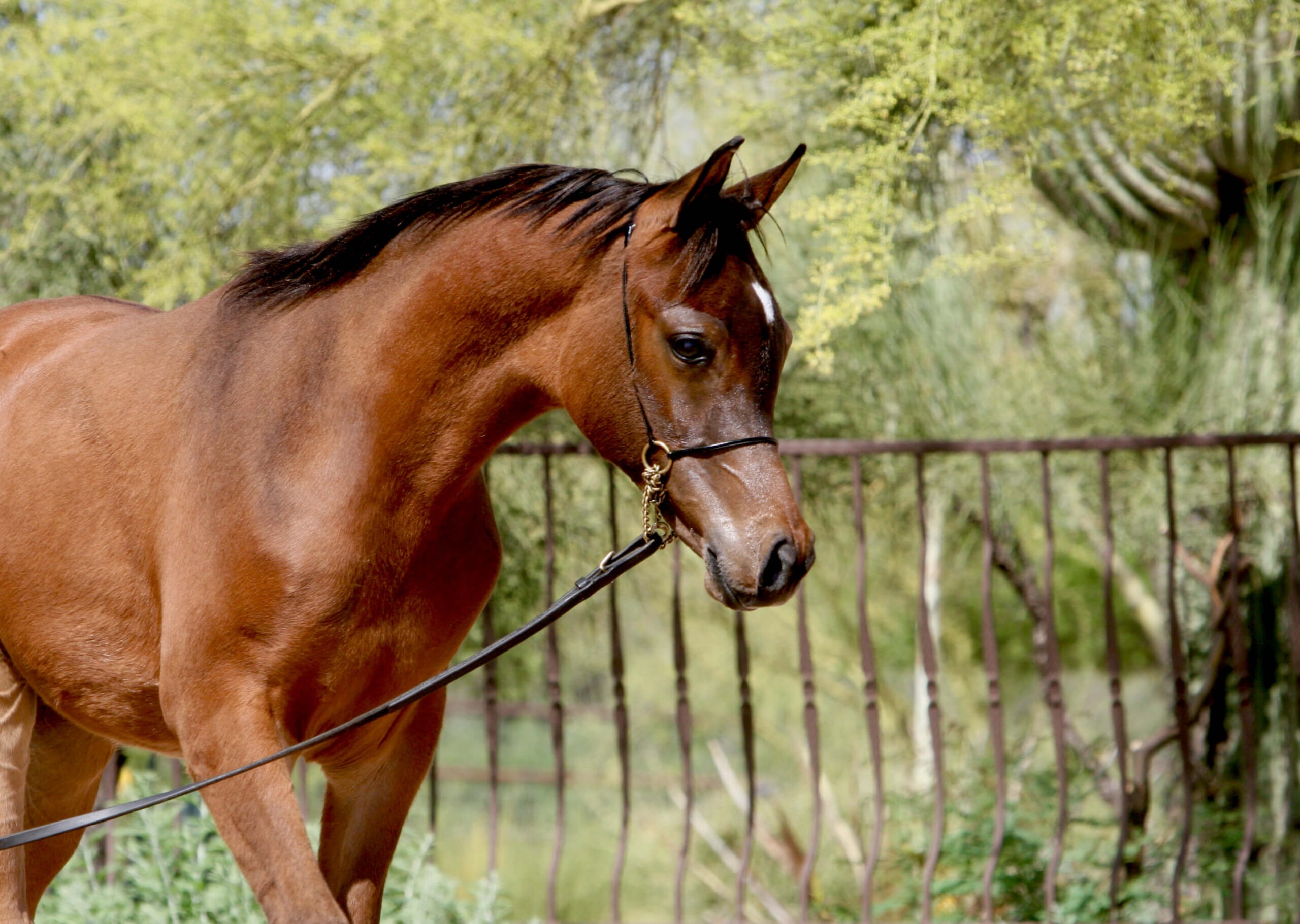 7. AZ Royal Honor (AZ Royal Emir x AZ Bella) - Bay SE colt - age 5 months