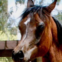 2. Azpin Sky (AZ Chromium x AZ Bella) - age 9 months