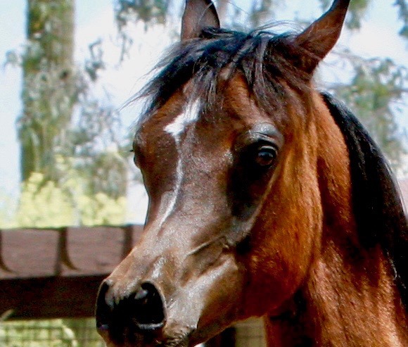 2. Azpin Sky (AZ Chromium x AZ Bella) - age 9 months