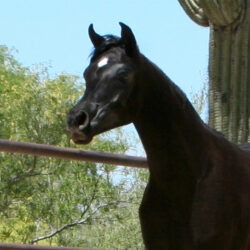 AZ Radiant Star - 1