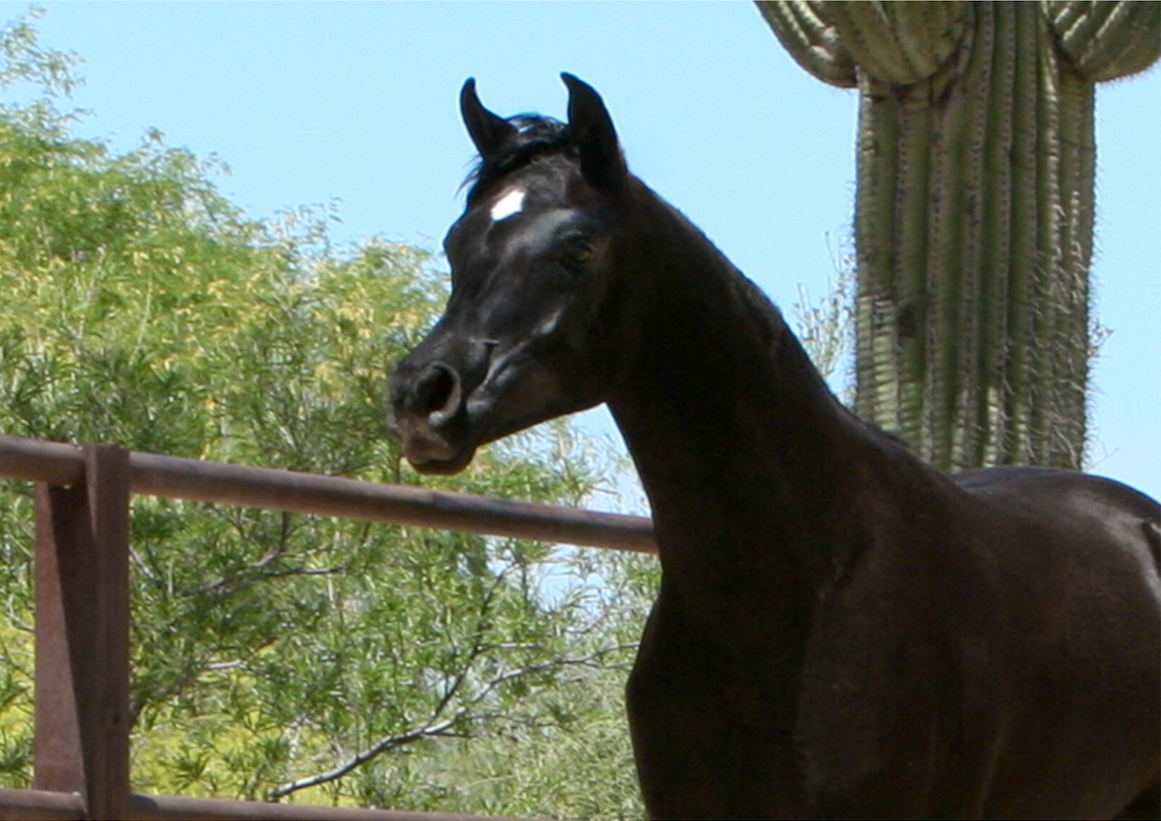 AZ Radiant Star - 1