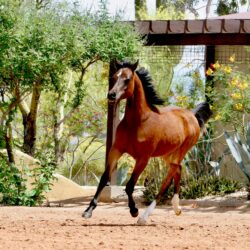5. Azpin Sky (AZ Chromium x AZ Bella) - age 9 months