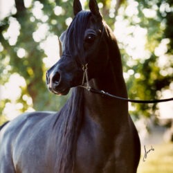 Sheikh.full front