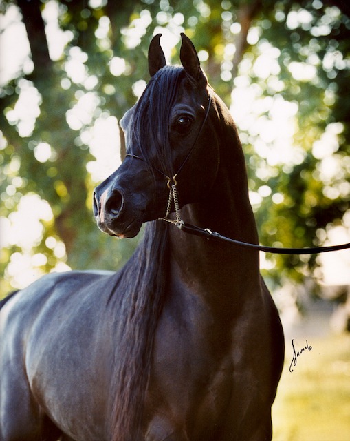 Sheikh.full front