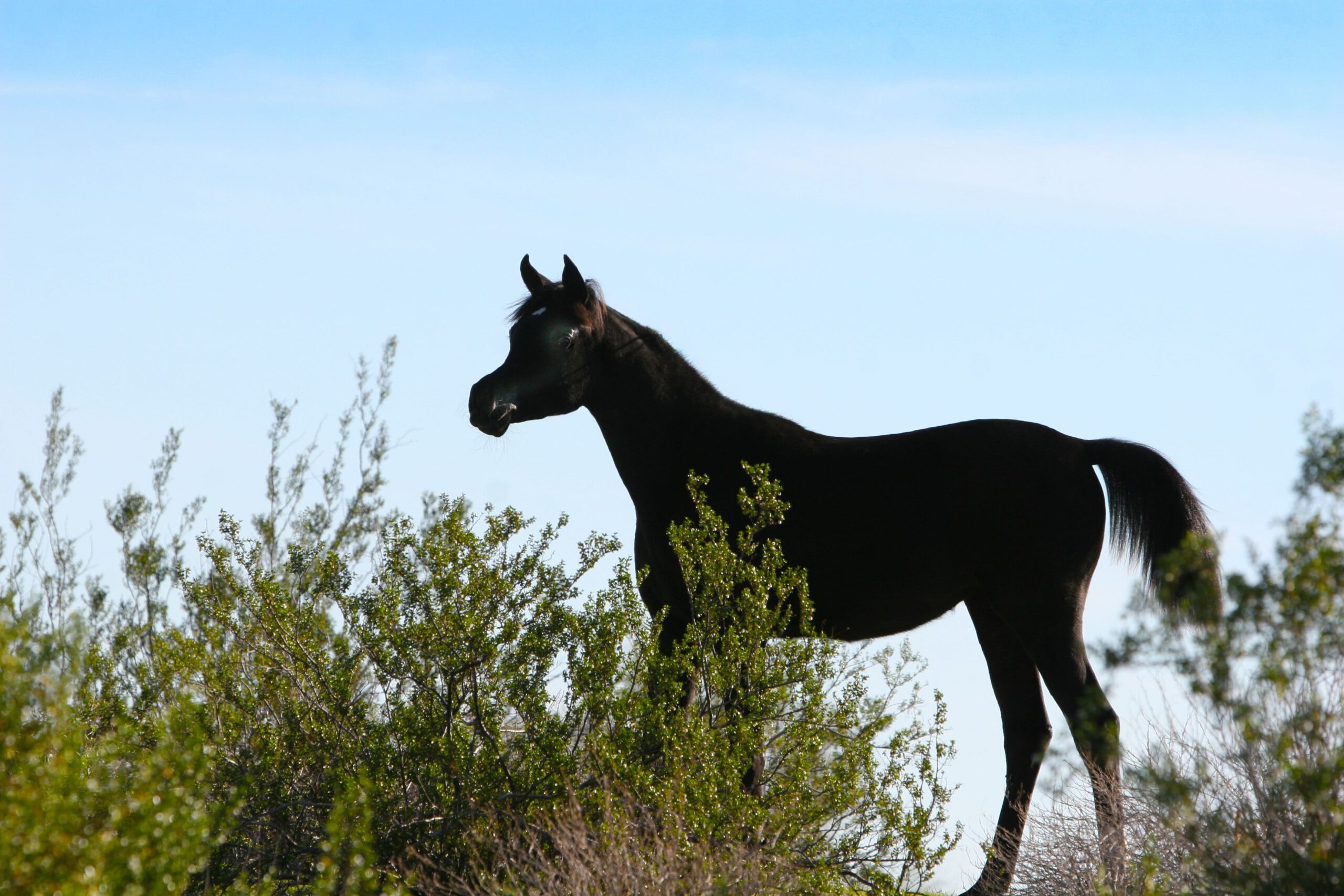 2025 Black SE Filly (AZ Radiant Star x MY Enya) copy 2