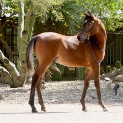 4. AZ Royal Honor (AZ Royal Emir x AZ Bella) - Bay SE colt - age 5 months