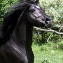 Hu Saiff 2Img_5763 s